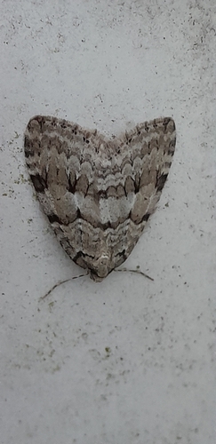 Autumnal Moth