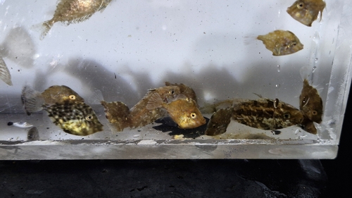 Thread-sail Filefish