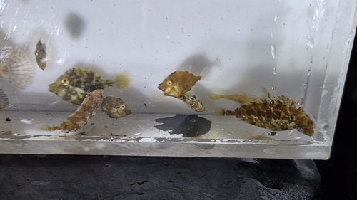 Dusky Rabbitfish