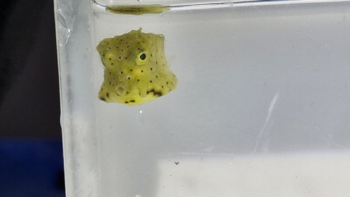 Longhorn Cowfish