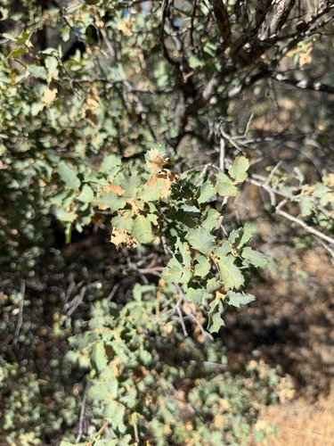 Tucker's Oak