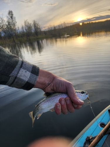 Rainbow Trout