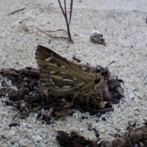 Silver-spotted Ochre