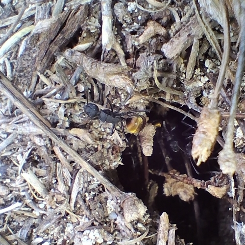 Polyrhachis ammonoeides
