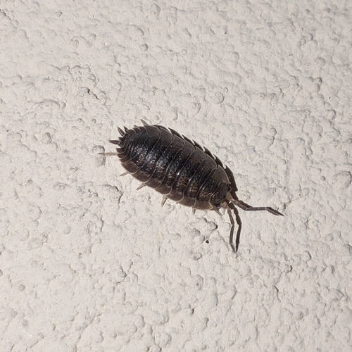 Common Rough Woodlouse