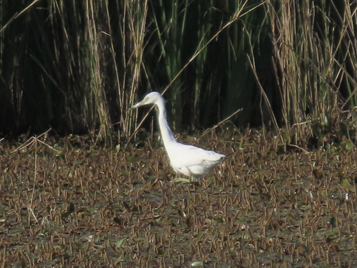 Little Blue Heron