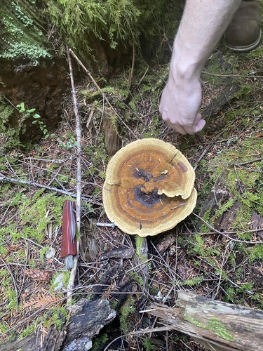 Phaeolus hispidoides