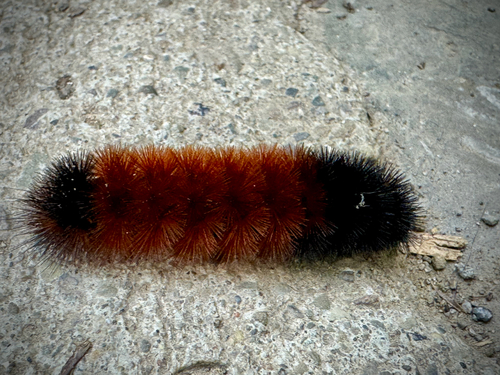 Isabella Tiger Moth