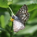 Orcus Checkered-Skipper - Photo (c) Jay Keller, all rights reserved, uploaded by Jay Keller