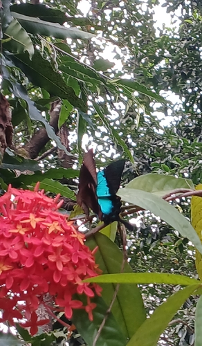 Malabar Banded Peacock Swallowtail