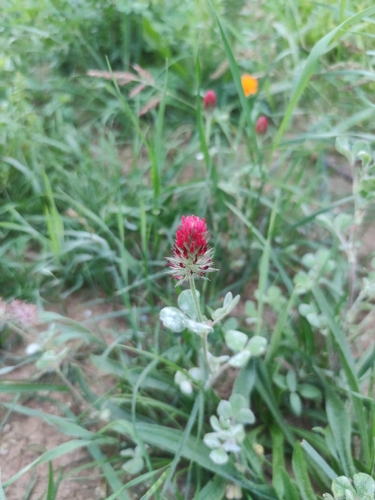 crimson clover