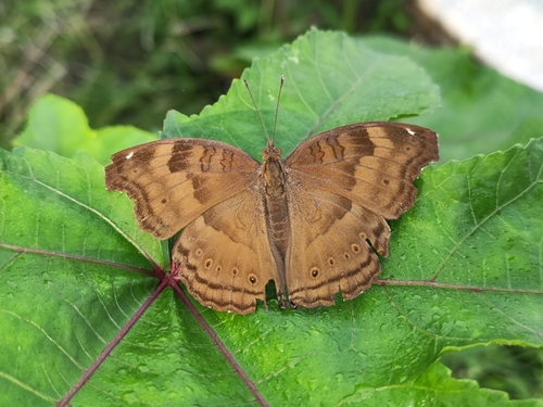Chocolate Pansy