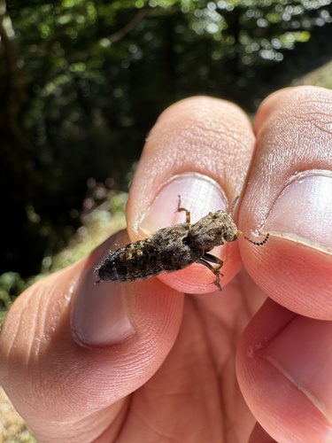 chequered rove beetle