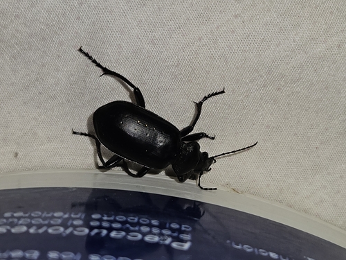 Calosoma maderae