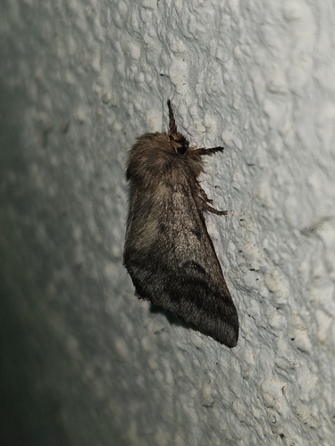 Pine Processionary-moth