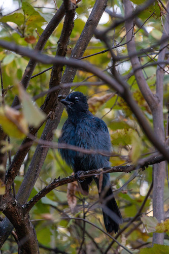 Steller's Jay