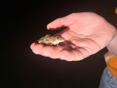 Southern Leopard Frog
