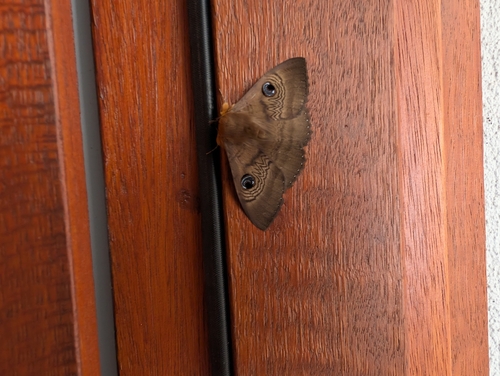 Southern Moon Moth