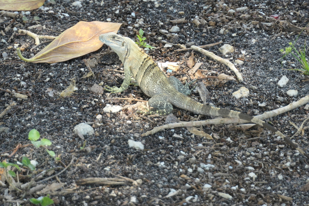 Black Spiny-tailed Iguana from 3443 SE St Lucie Blvd, Stuart, FL 34997 ...