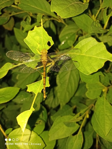 Dingy Dusk-darter