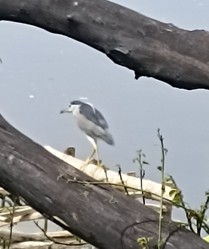Black-crowned Night Heron