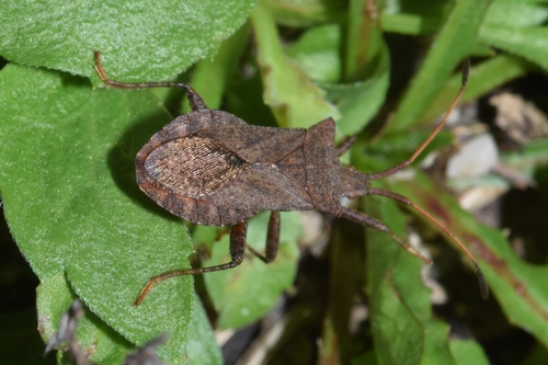 Dock Bug