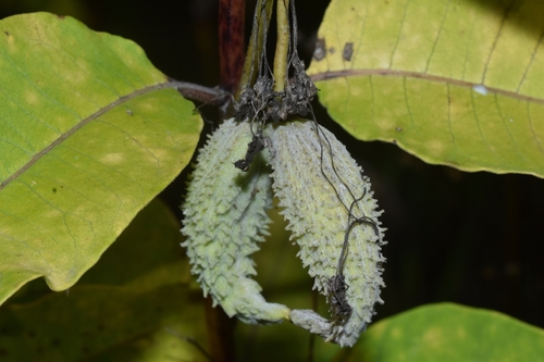 common milkweed