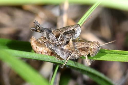 Common Maquis Grasshopper