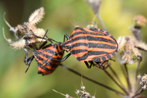 Continental Striped Shield Bug