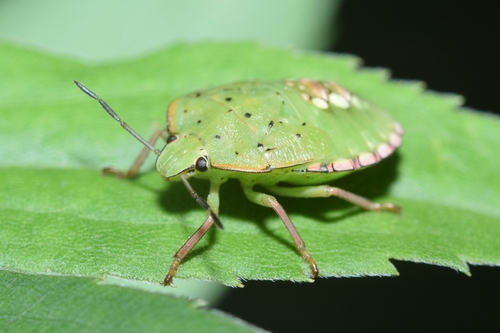 Southern Green Stink Bug