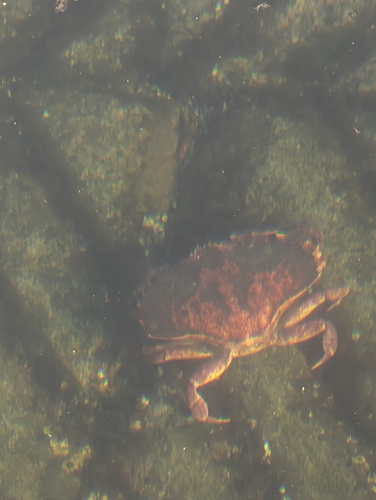 Red Rock Crab