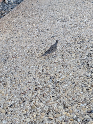 Mourning Dove
