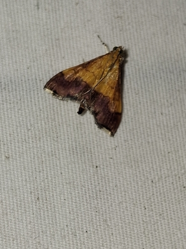 Bicolored Pyrausta Moth