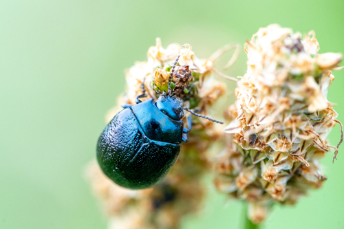 Plantain Leaf Beetle