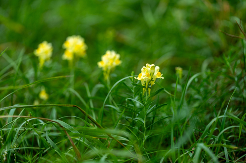 common toadflax