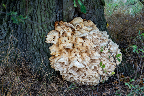 chicken of the woods