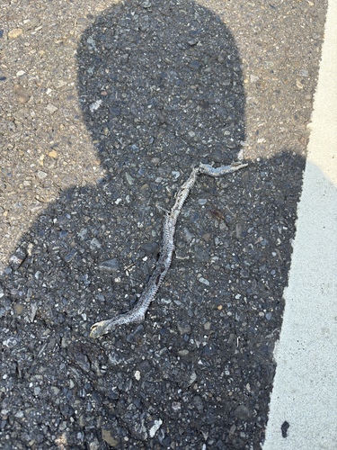 Buff Striped Keelback