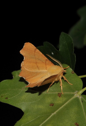 September Thorn