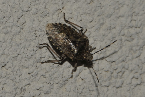 Mottled Stink Bug