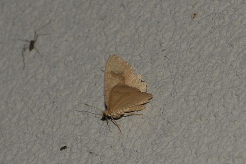 Yellow Shell Moth