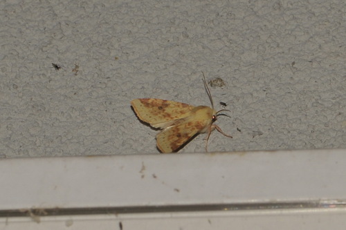 The Sallow