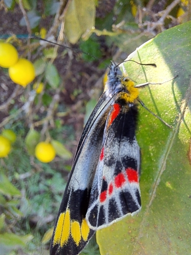 Imperial Jezebel