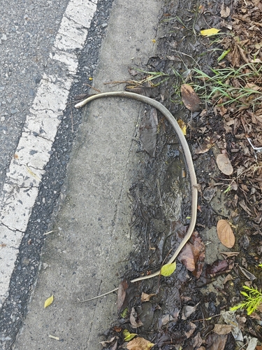 Indo-Chinese Rat Snake