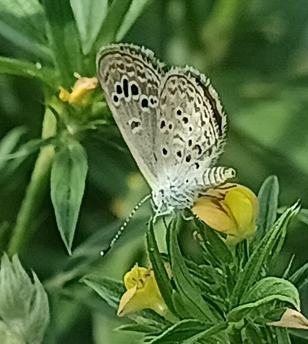 Lesser Grass Blue