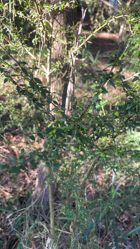 Prickly Currant-Bush