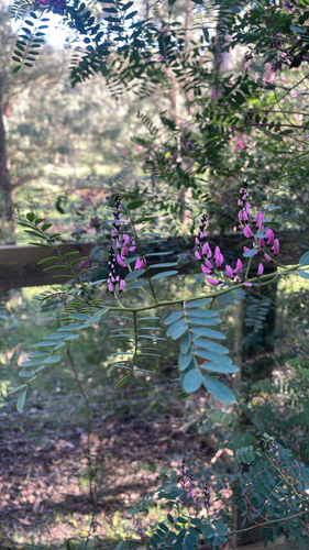 Australian Indigo
