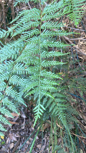 Austral Bracken