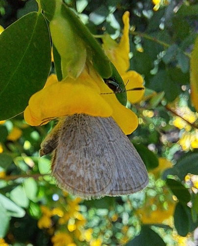 Lesser Grass Blue