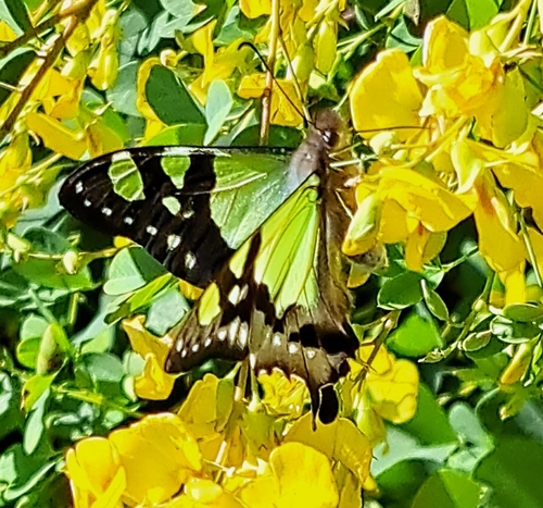 Macleay's Swallowtail