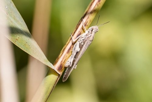 Puissant's Green-winged Grasshopper